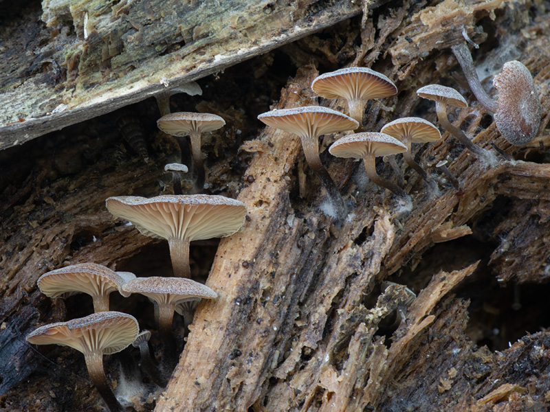 Tephrocybe osmophora